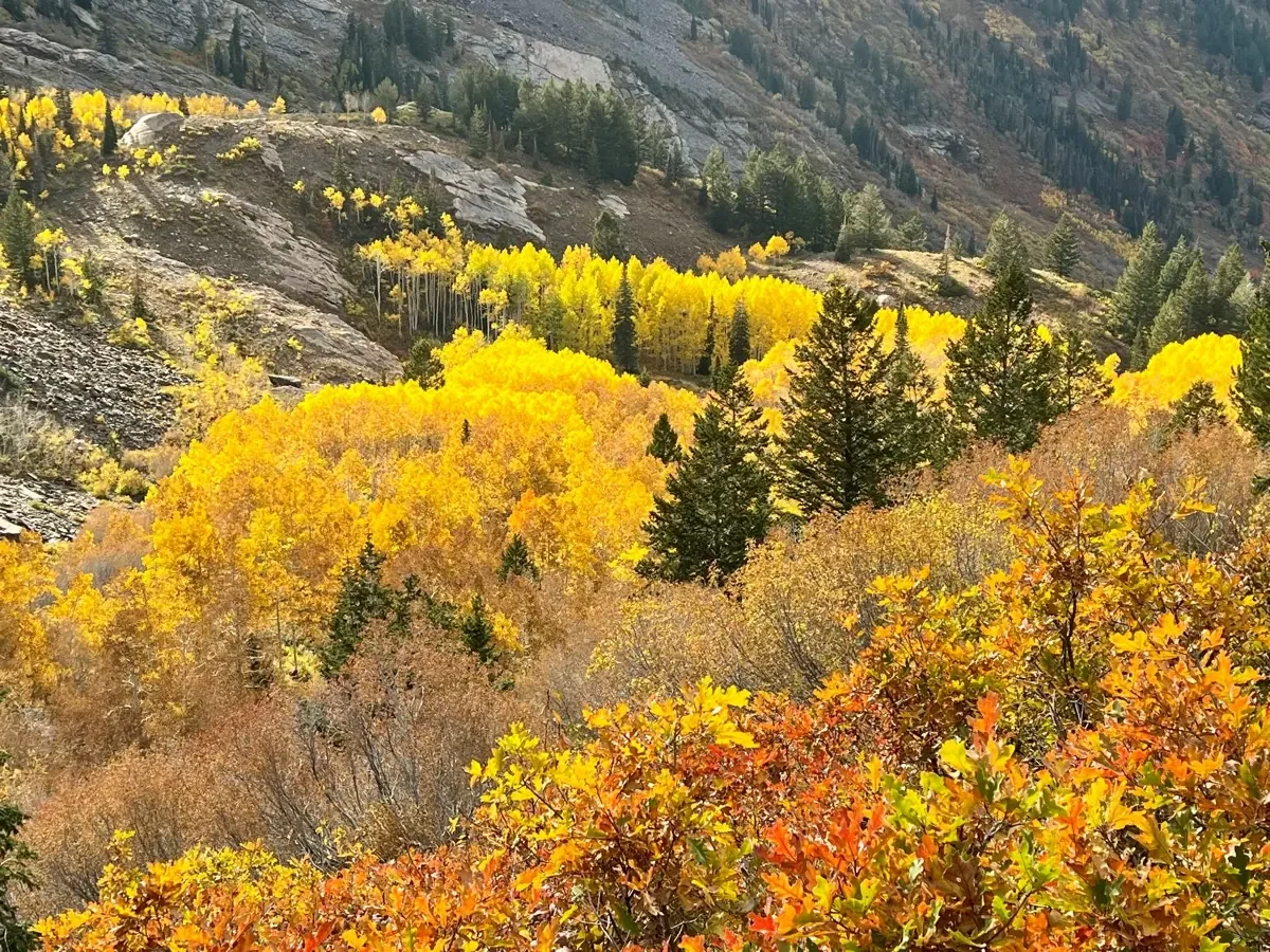 Aspen gold hillside