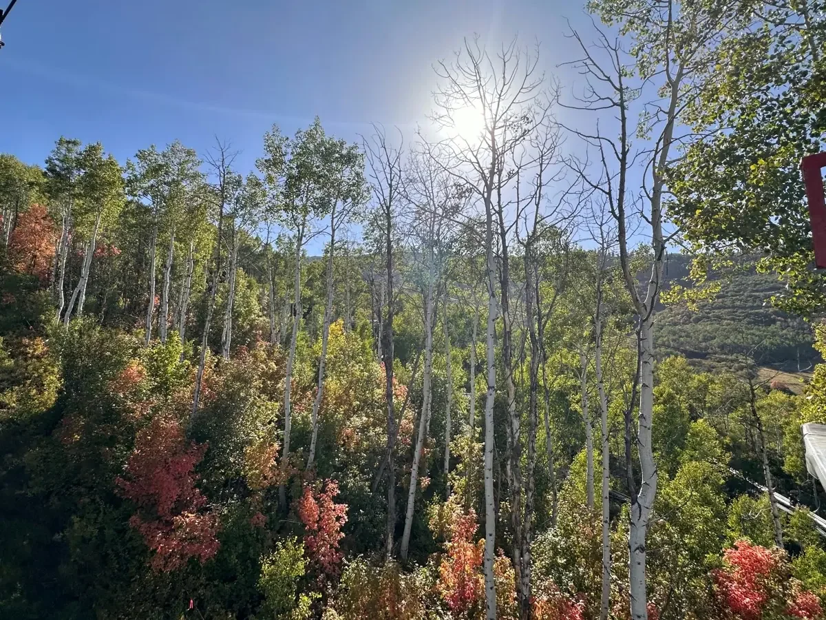 Aspen grove morning sun