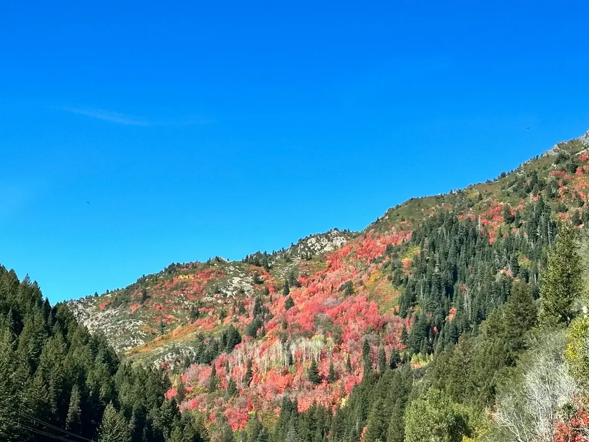 Maple red canyon slope